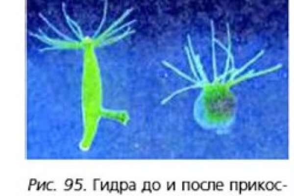 Кракен точка ат